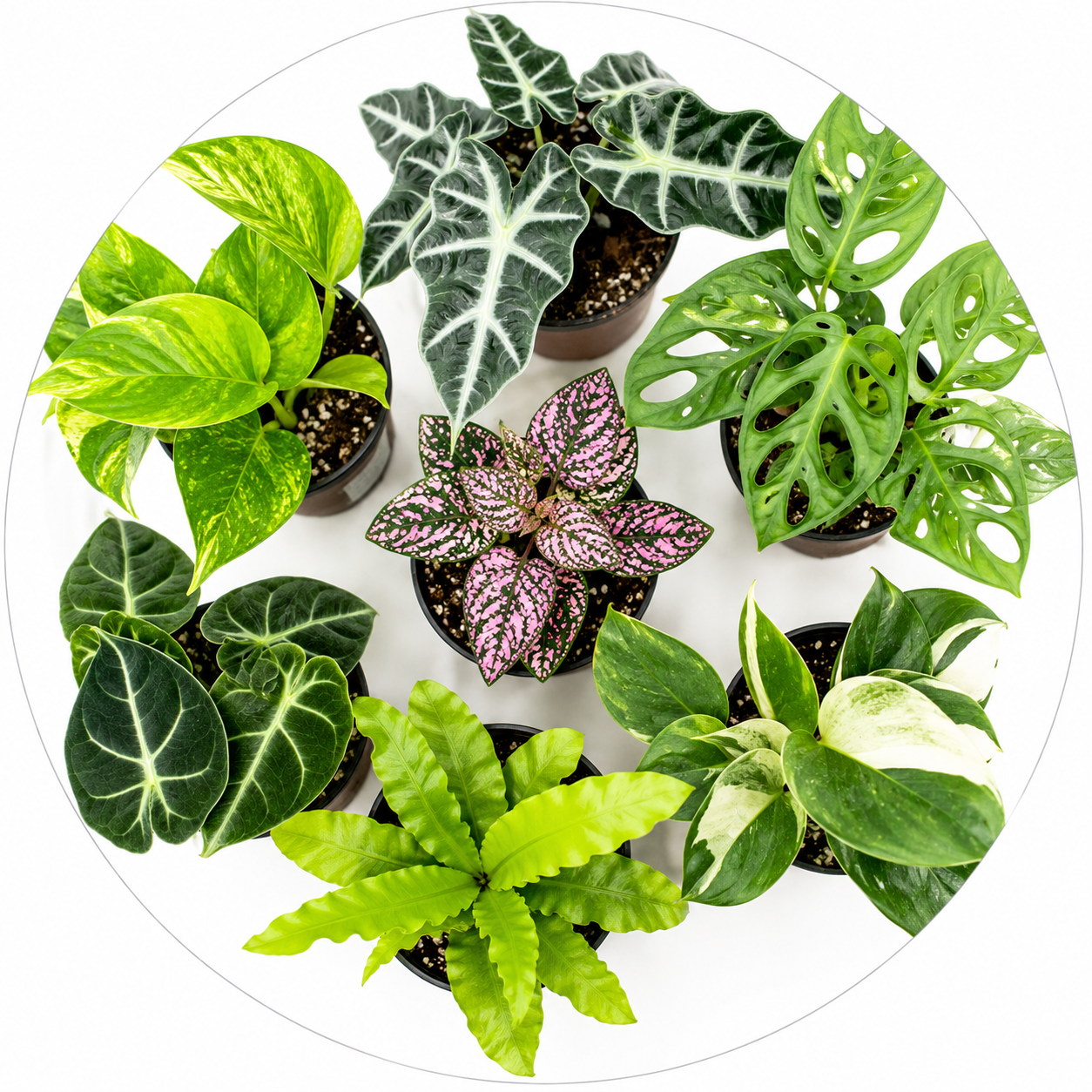 All Plants