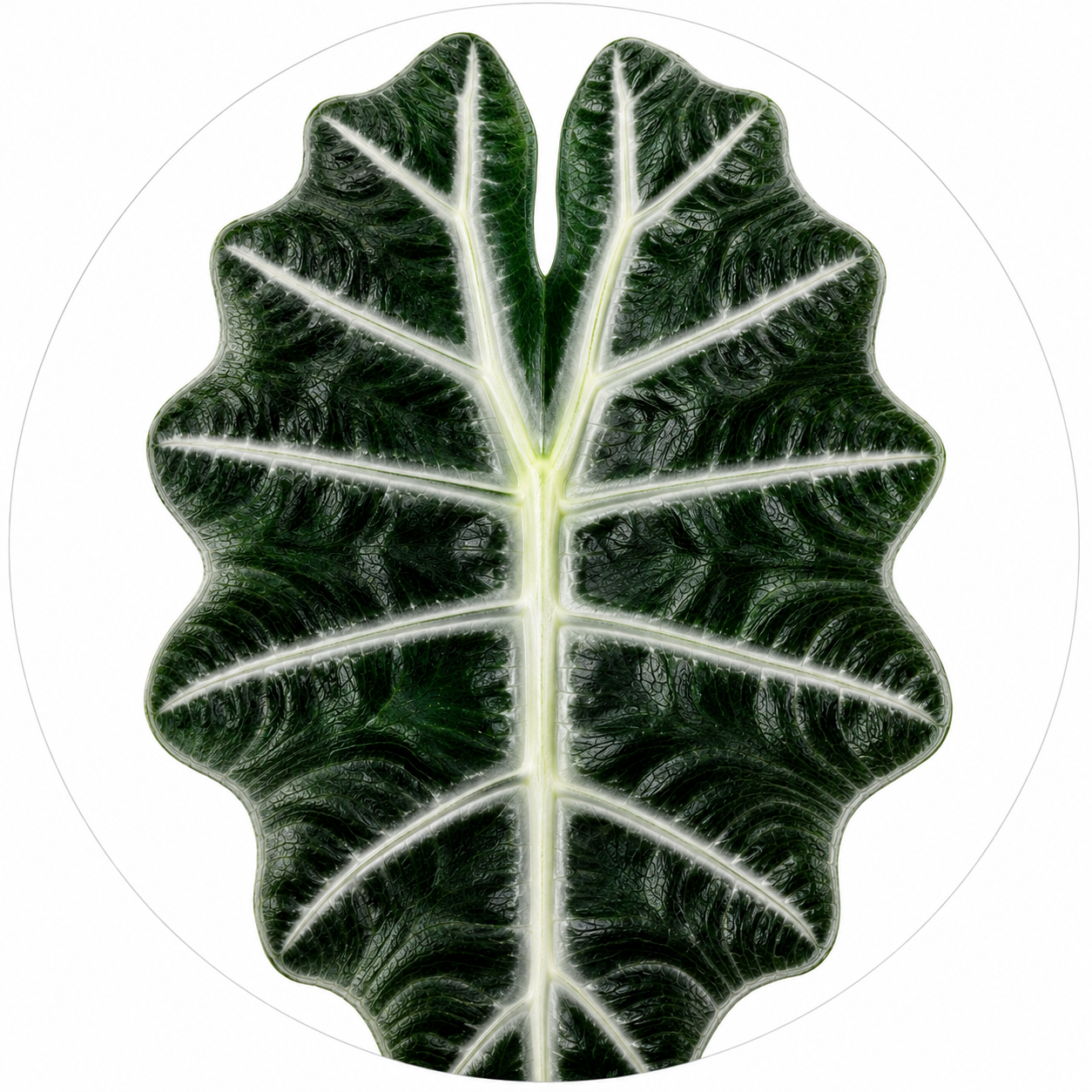 Alocasia