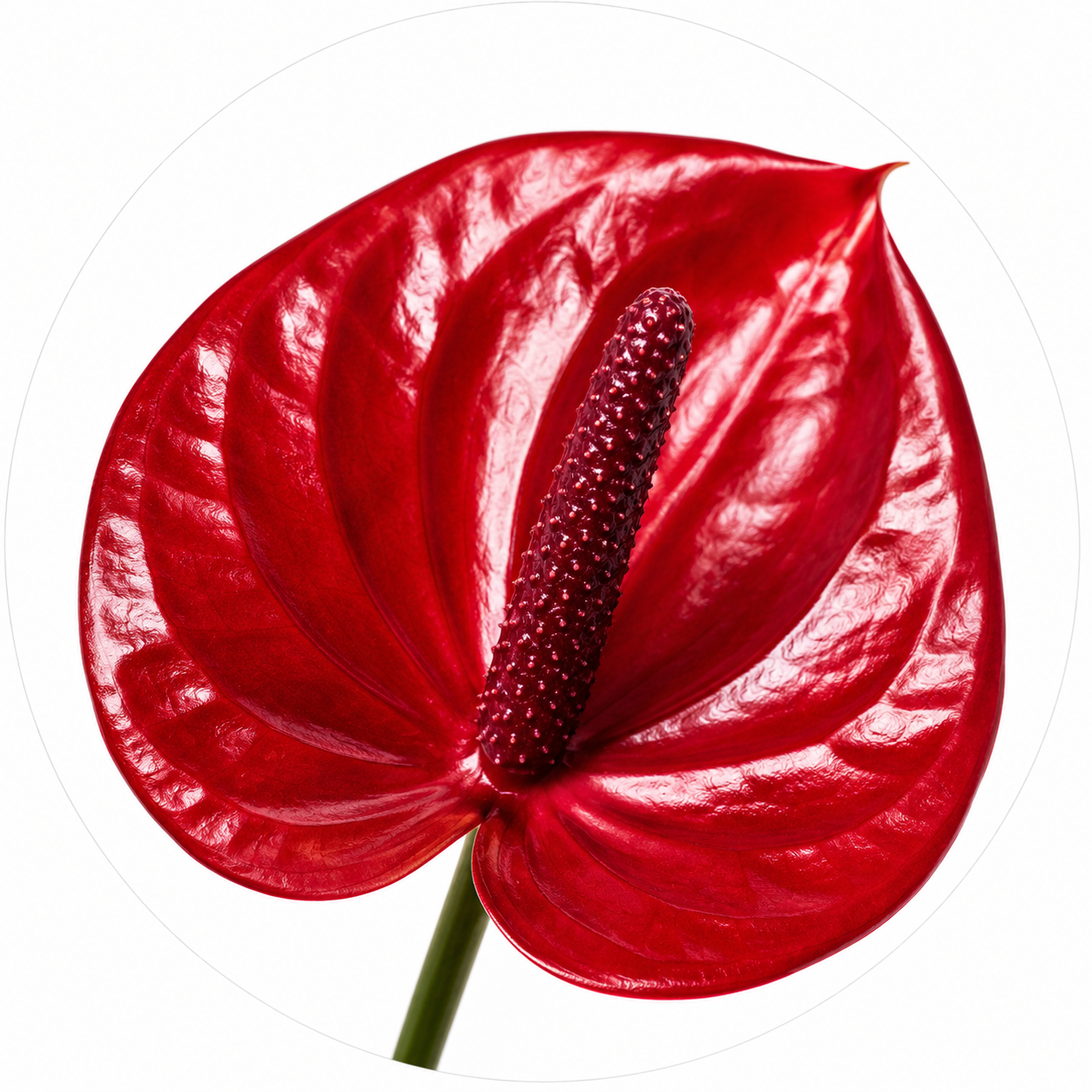 Anthurium