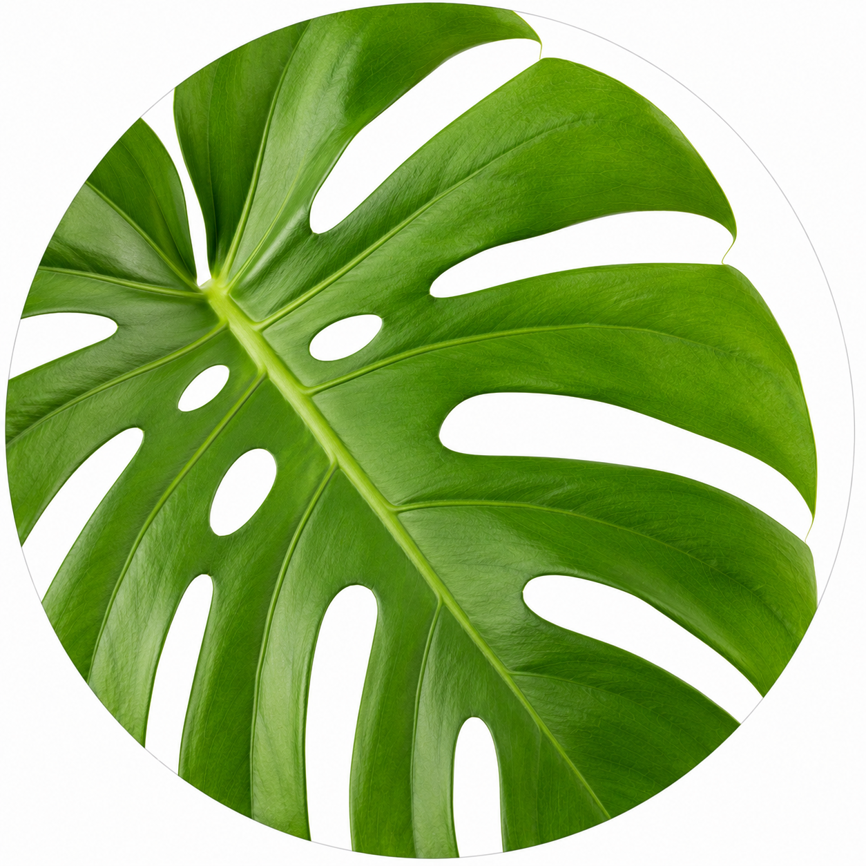 Monstera