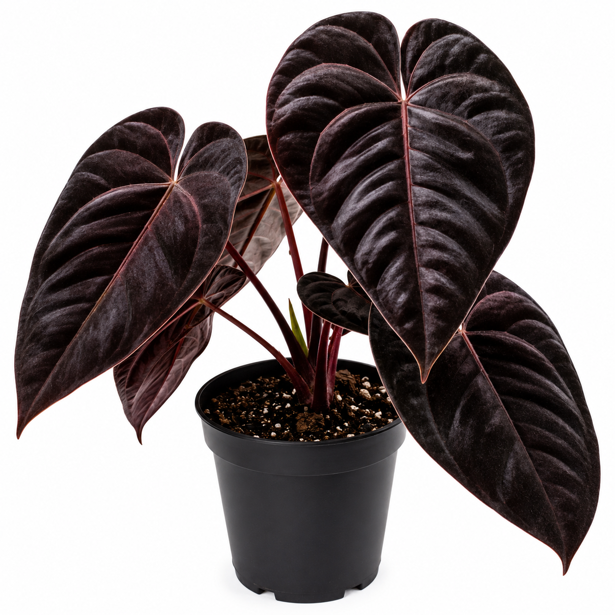 Alocasia Black Velvet Variegated