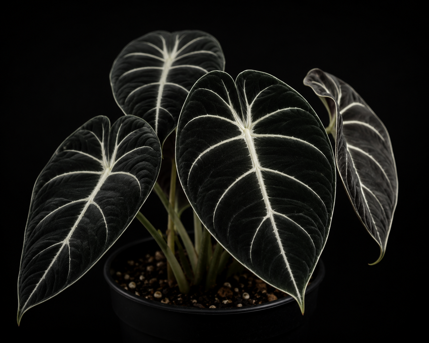 Alocasia Black Velvet
