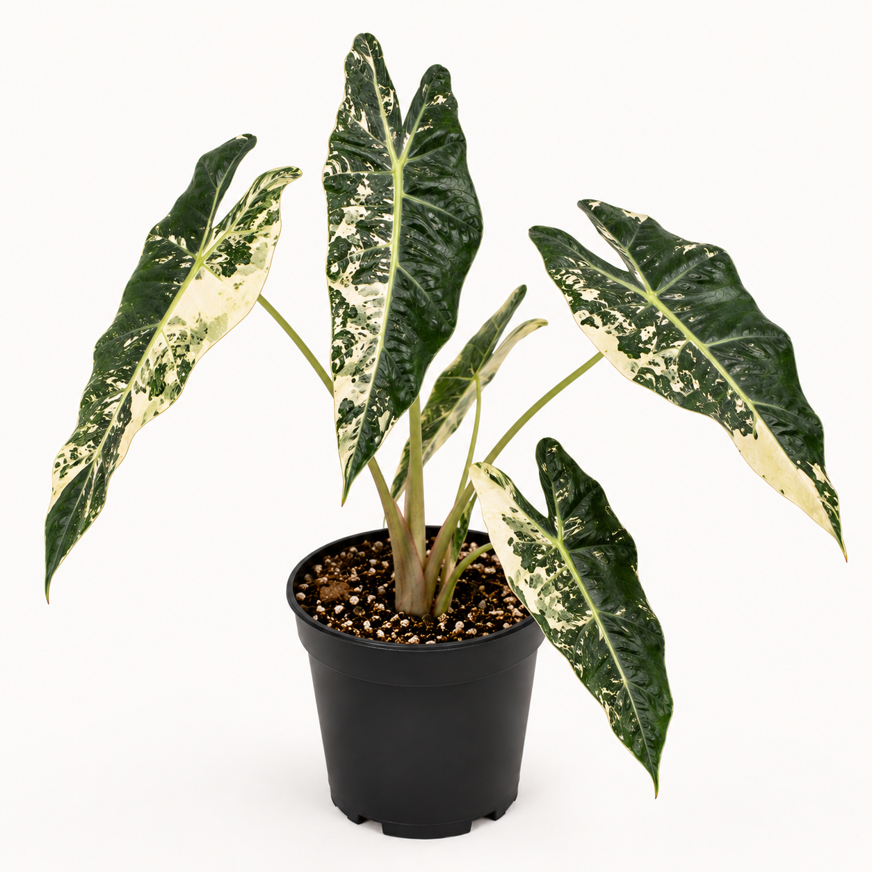 Alocasia 'Amazonica' Variegated — US Clone (wk25-F)