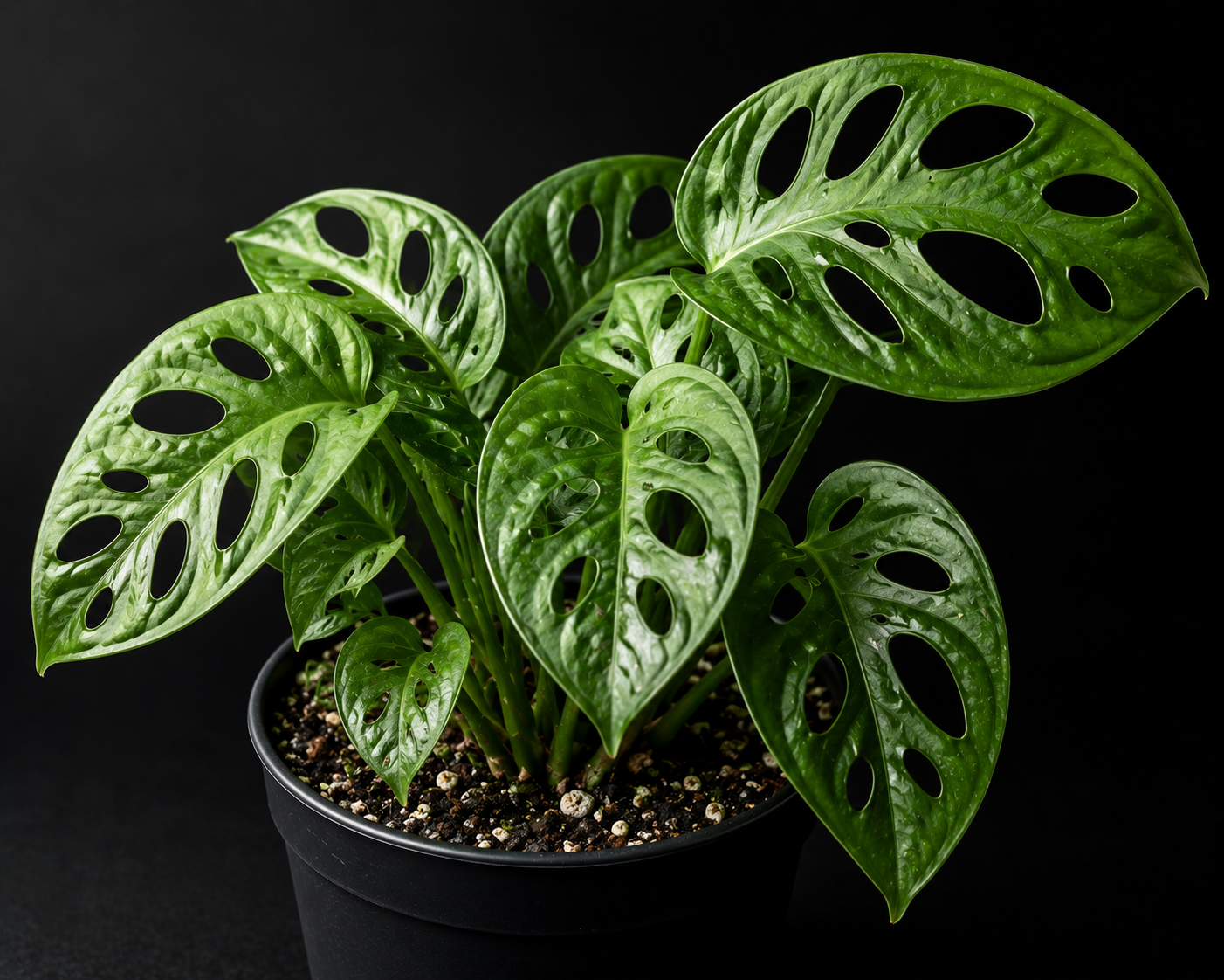 Alocasia Chantrieri Variegated (wk24-B)