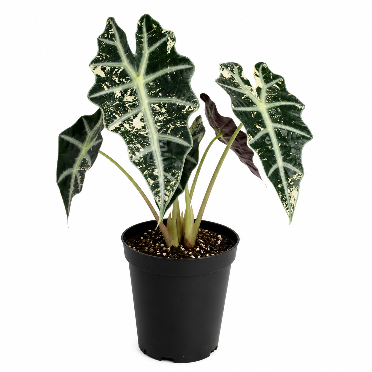 Alocasia Chantrieri Variegated (wk25-B)