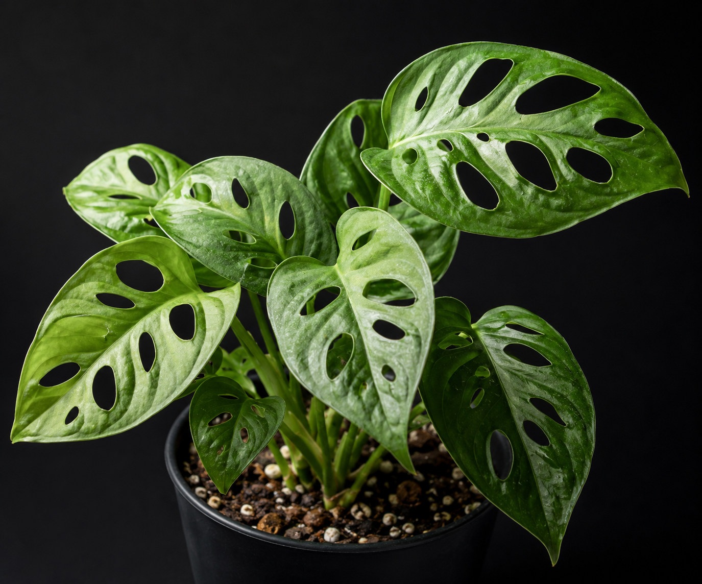 Alocasia Cuprea Variegated (wk11-U)
