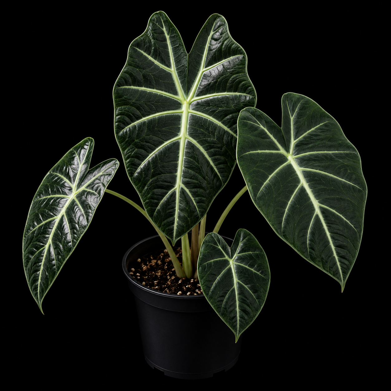 Alocasia 'Venom' *Grower's Choice*