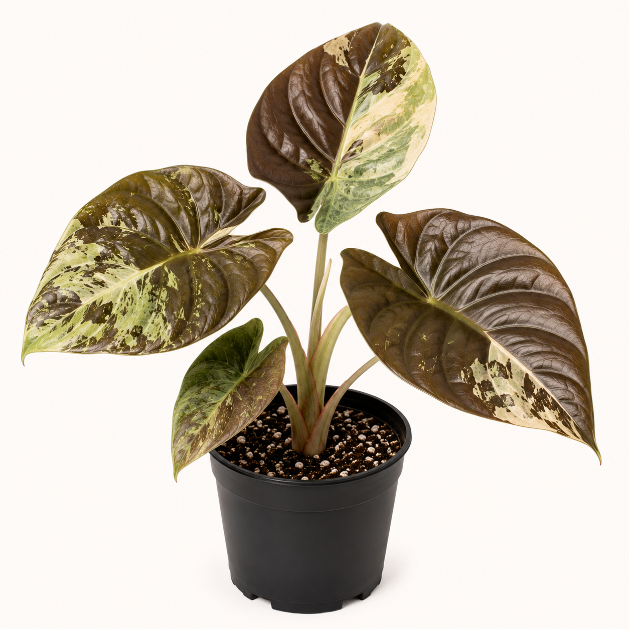 Anthurium Black Widow '43' × Red Velvet Cake '24' by DocBlock®