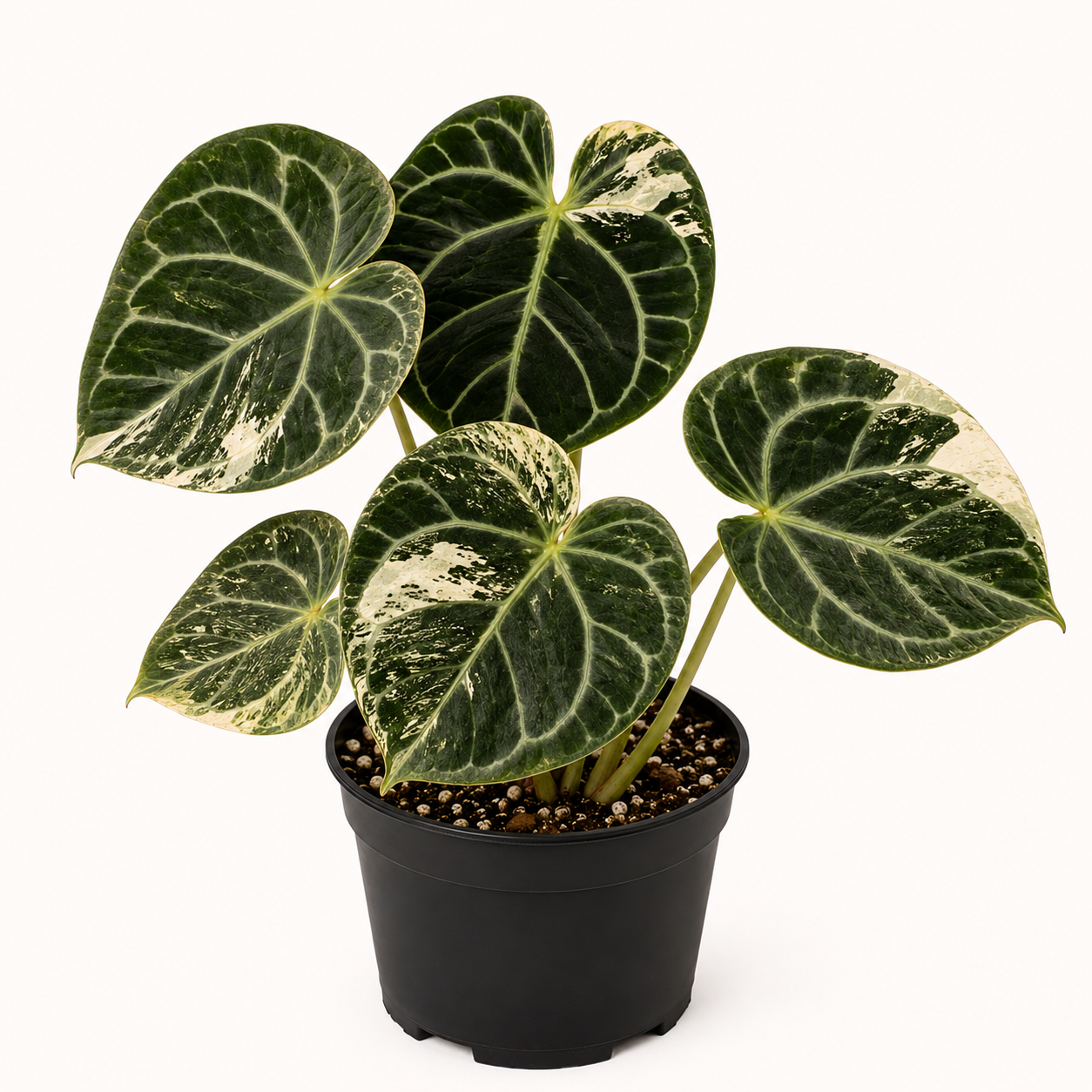 Anthurium Papillilaminaum Variegated (wk11-US Round)