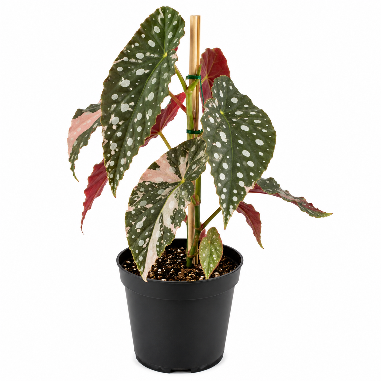 Begonia maculata Variegated *Growers Choice*