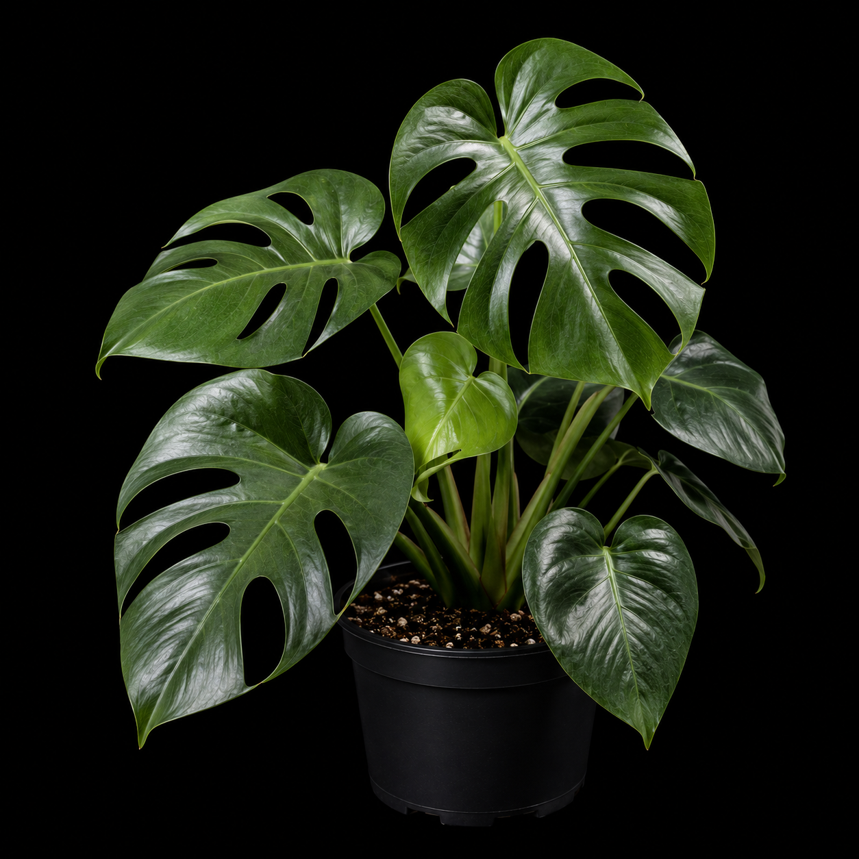 Monstera deliciosa 'Bulbasaur' *Grower's Choice*