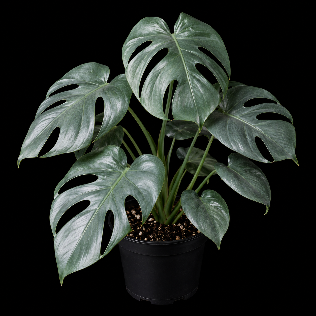 Monstera deliciosa 'Electrolyte' *Grower's Choice*