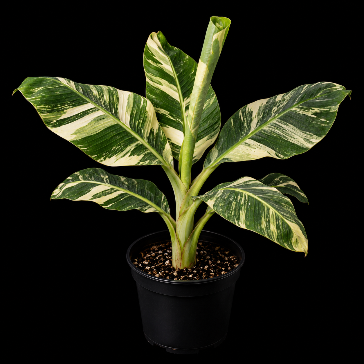 Musa 'Nono' Variegated Banana Tree *Grower's Choice*