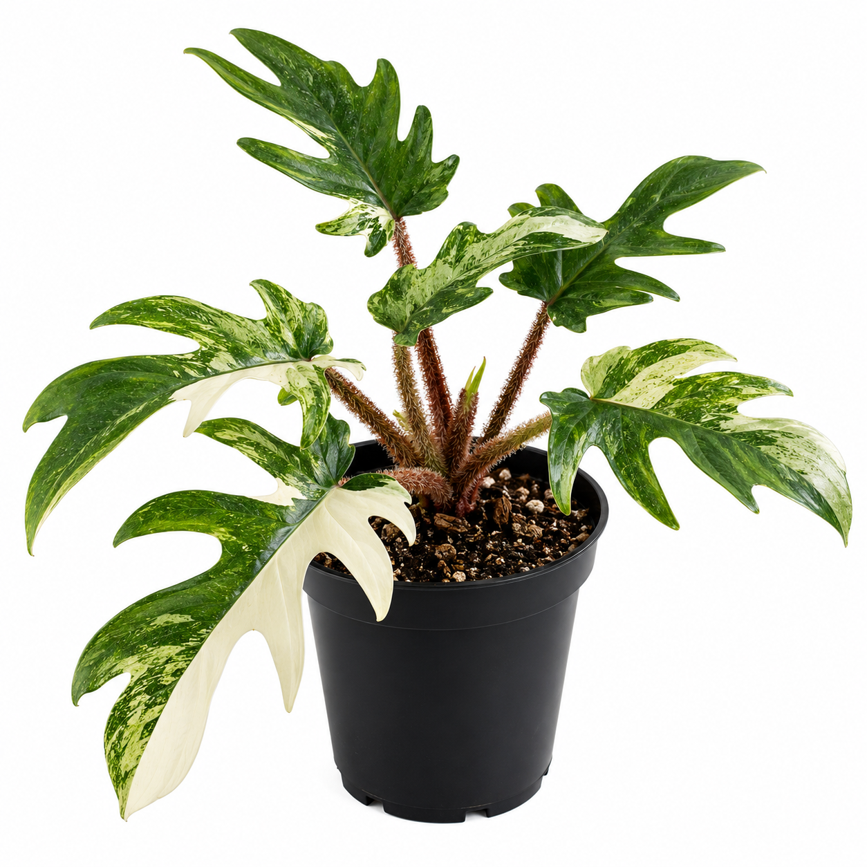 Philodendron Squamiferum Albo/Mint Variegated (wk25-UE)