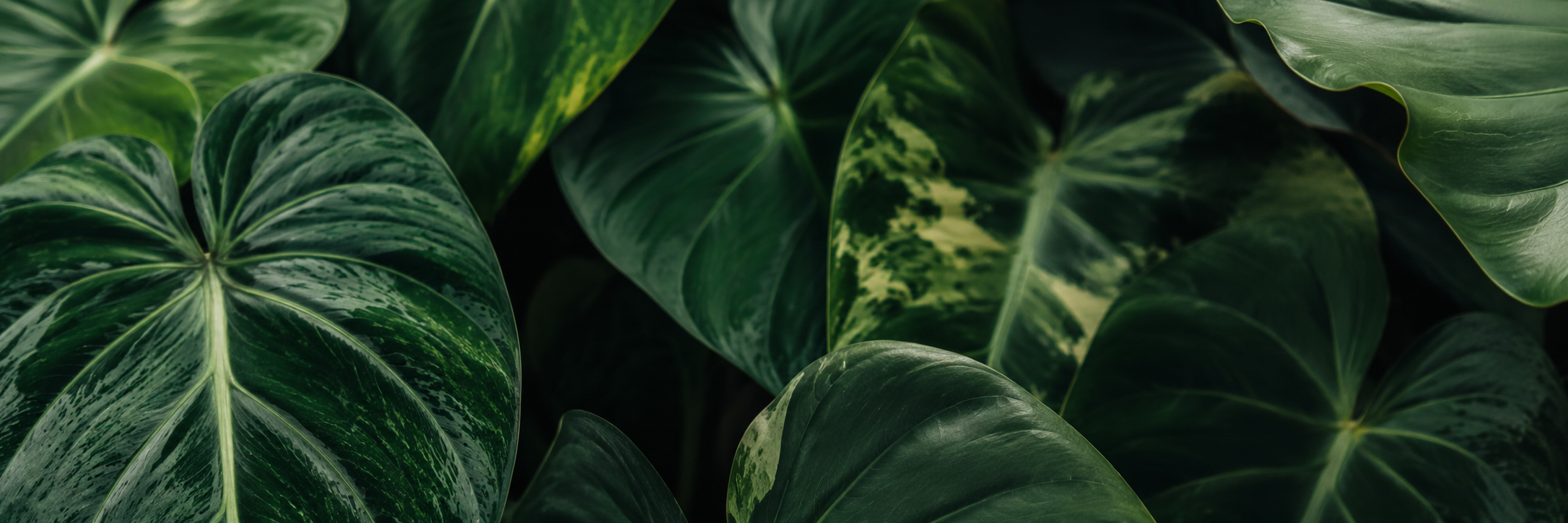 Lush leaf canopy