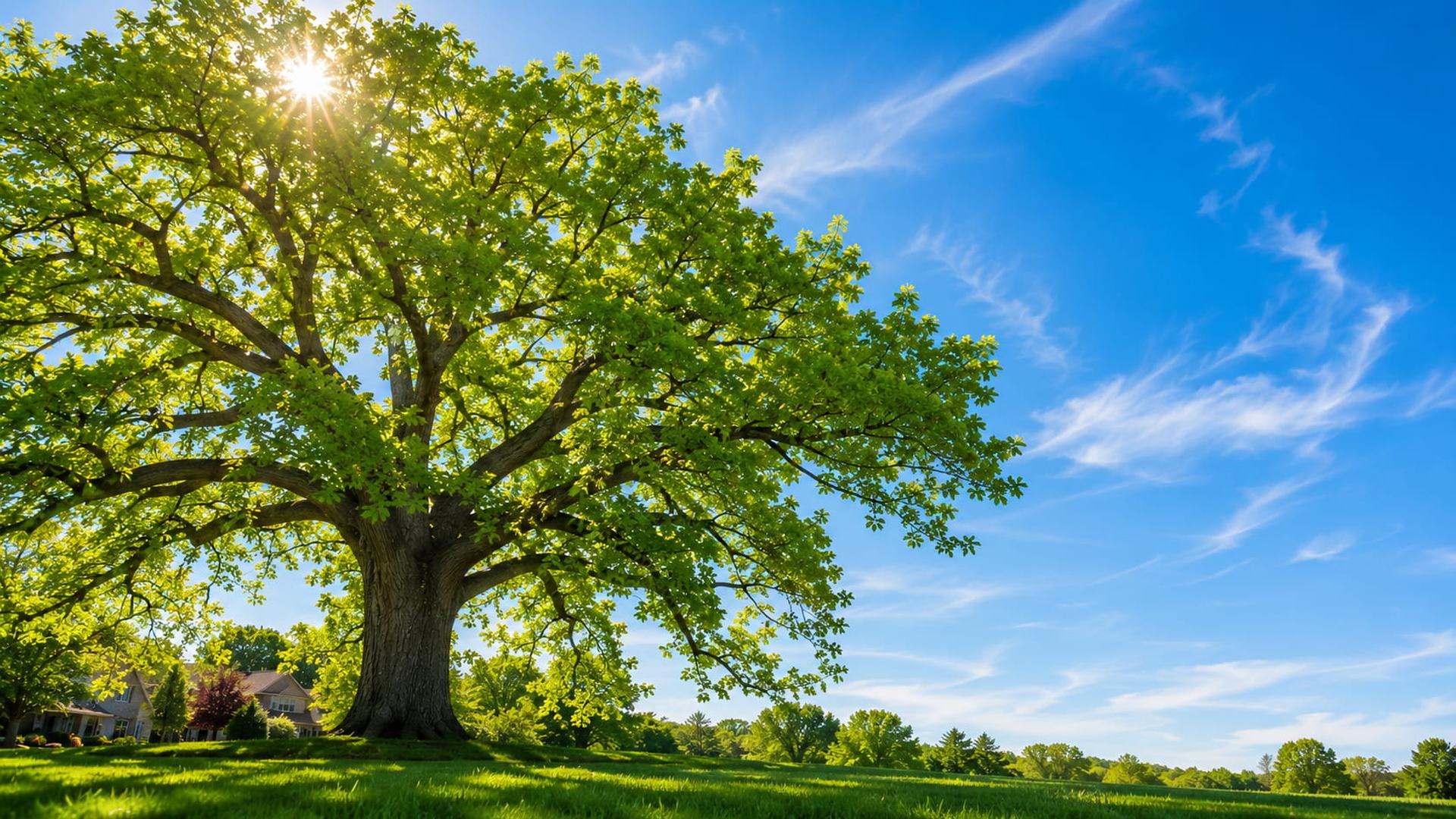 Majestic mature oak tree against a brilliant blue Michigan summer sky